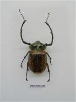 藏品(長臂金龜)的圖片